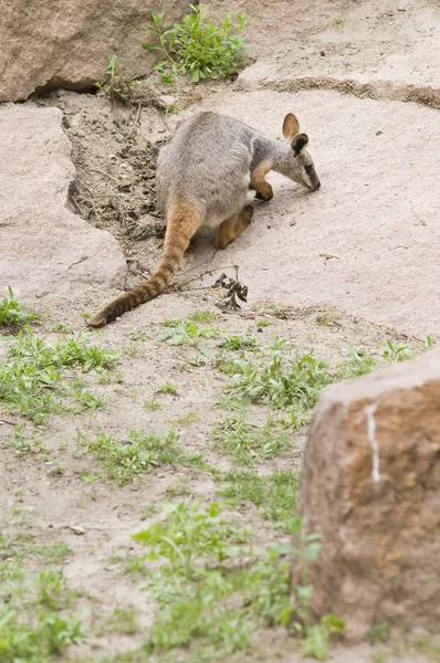 Brauenes Canguro Una Roca Busca Comida — Foto de Stock