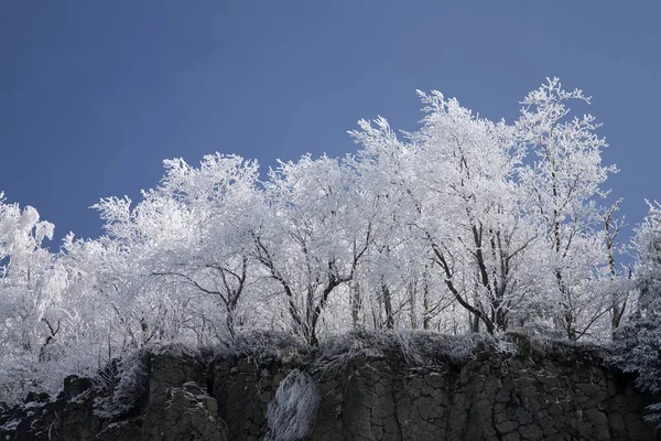 Δέντρα Στο Χιόνι — Φωτογραφία Αρχείου