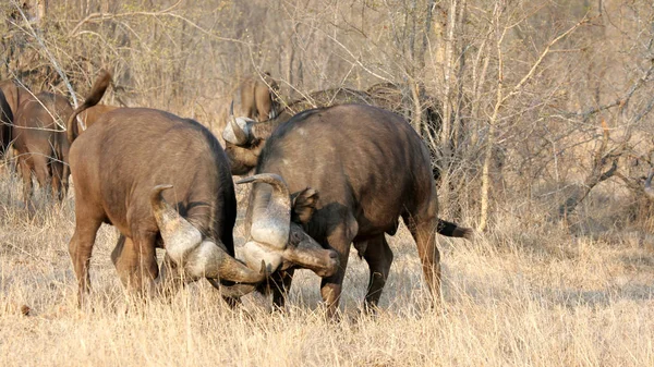 Lutando Contra Buffalos Sabi Sands Kruger National Park África Sul — Fotografia de Stock