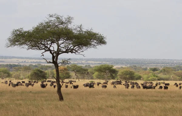 Mandria Bufali Nel Serengeti Tanzania Africa — Foto Stock