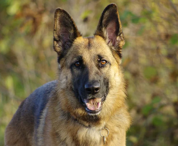 德国牧羊犬在公园里 — 图库照片