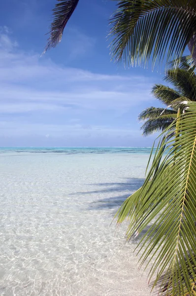 Landschappelijk Uitzicht Palmstrand — Stockfoto