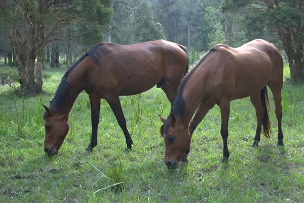 Bambi Und Shiraz Grasen — Stockfoto