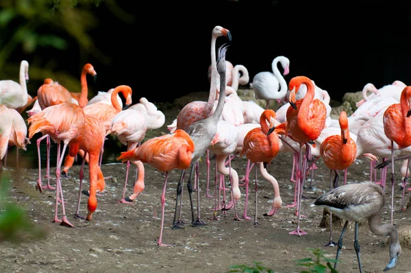 Vue Panoramique Belle Oiseau Flamant Rose Nature — Photo