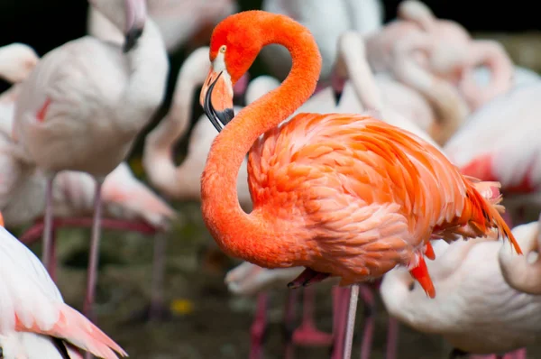 自然の中での美しいフラミンゴの鳥の景観 — ストック写真