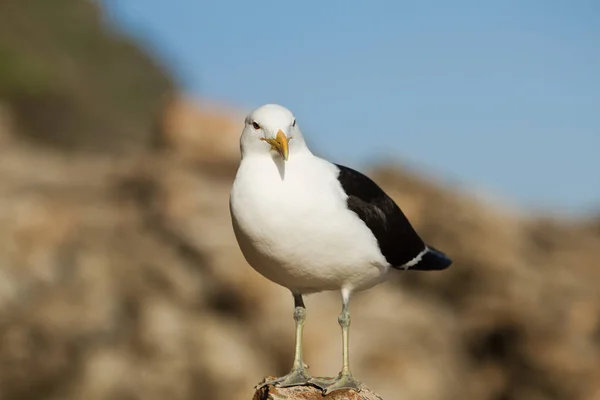 Scenic View Beautiful Seagull Birds Nature — Stock Photo, Image