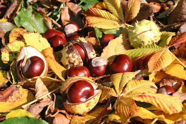 Vista Cerca Castañas Otoño — Foto de Stock