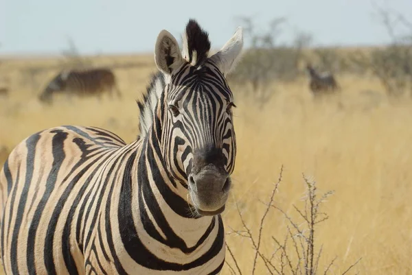 Graças Curiosidade Que Estou Fazendo Zebra Ficou Parada Por Momento — Fotografia de Stock