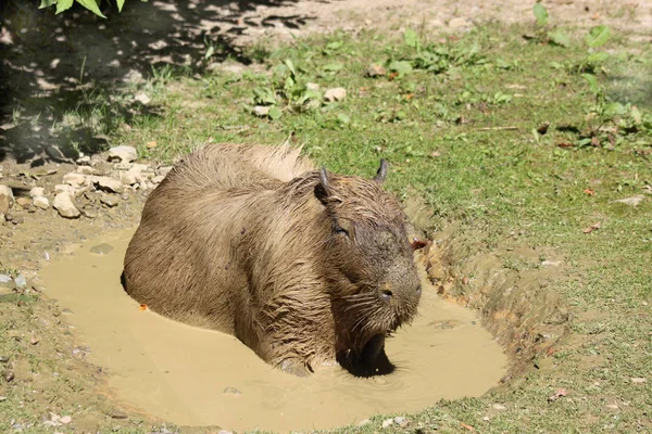 Capybara Välten — Stockfoto