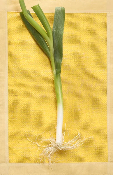 Alho Porro Porro Allium Porrum — Fotografia de Stock