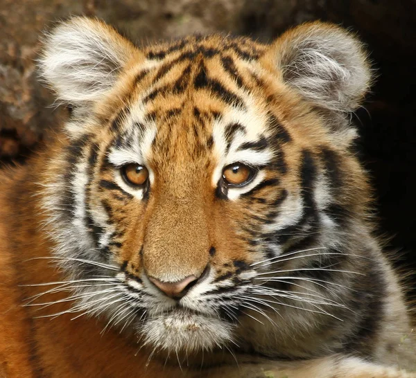 Gestreepte Tijger Dier Roofdier Wilde Kat — Stockfoto