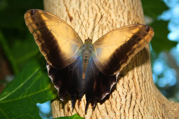 Mariposa Exótica Con Alas Insecto — Foto de Stock