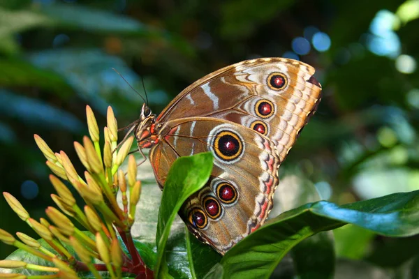 Mariposa Exótica Con Alas Insecto — Foto de Stock