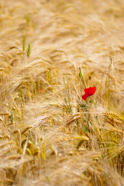 Coquelicot Rouge Dans Champ Jaune — Photo