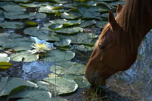 Horse Field — Stock Photo, Image