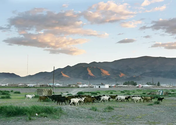 日落时分蒙古村庄的羊群 — 图库照片