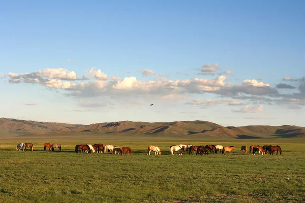 蒙古草原上成群的马 — 图库照片