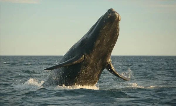 Southern Right Whale Atlantic Waters Argentinean Coast — Stock Photo, Image