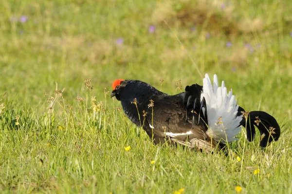 Bölgesini Savunuyor — Stok fotoğraf