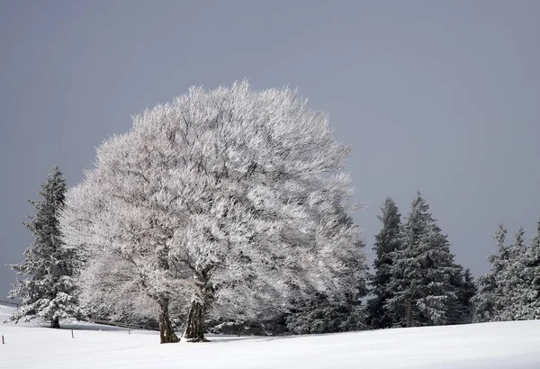 Inverno Mostra Nel Paese — Foto Stock