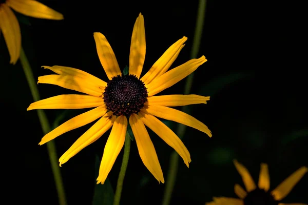 Margherita Piena Fioritura — Foto Stock