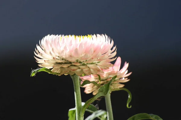 Flores Bonitas Fundo Conceito Floral — Fotografia de Stock