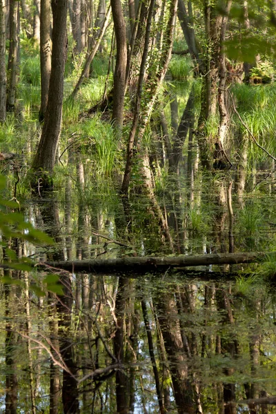 Kleiner See Wald Mit Moor — Stockfoto