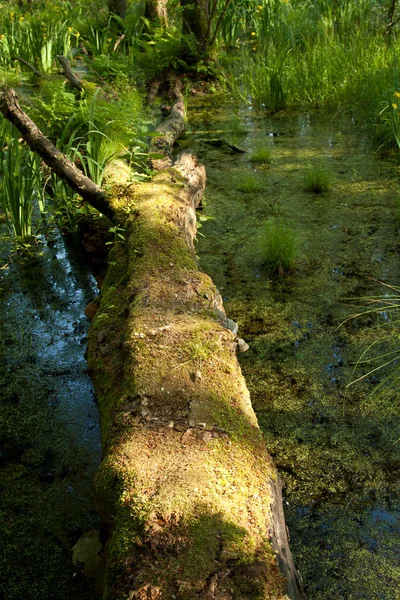 Падіння Дерева Лежить Болоті — стокове фото