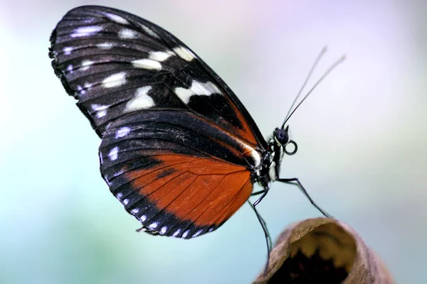 Heliconius Hecale Vlinderinsect — Stockfoto