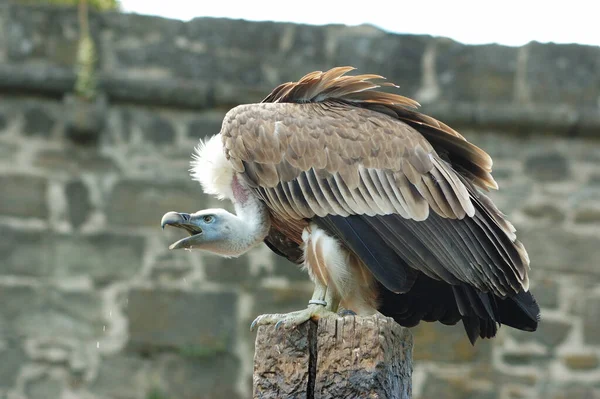 Güzel Griffon Kuşunun Manzarası — Stok fotoğraf