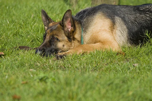 ドイツの羊飼い犬 動物ペット — ストック写真