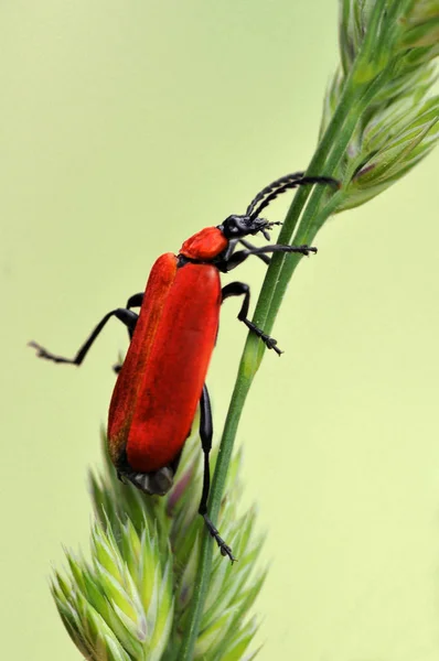 Çimenlerdeki Macro Dişi Kardinal Böceği Pyrochroa Coccinea — Stok fotoğraf