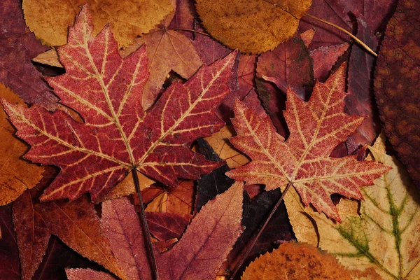 Herbstblätter Herbstzeit Laub — Stockfoto