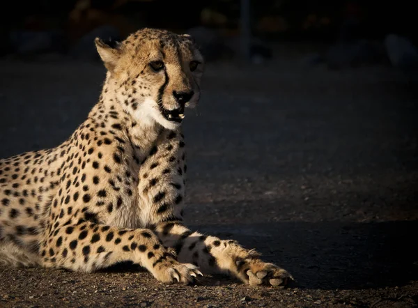 Gato Cheetah Animal Leopardo — Foto de Stock