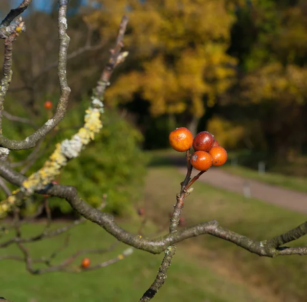 Tree Red Rowan Berries Fall — Stock Photo, Image