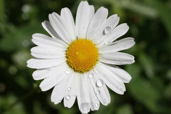 Margherita Piena Fioritura — Foto Stock