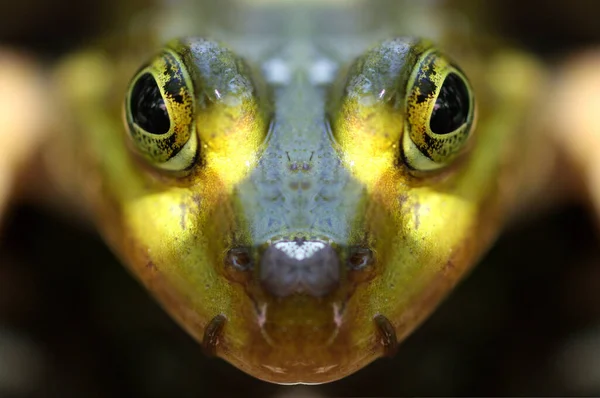 Detailaufnahme Eines Frosches — Stockfoto