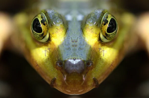 Tiro Detalhado Sapo — Fotografia de Stock