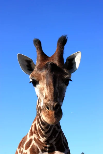 Jirafa Marrón Alta Animal Flora Fauna Naturaleza — Foto de Stock