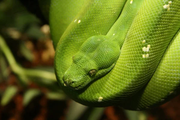 Serpent Vert Créature Reptile — Photo
