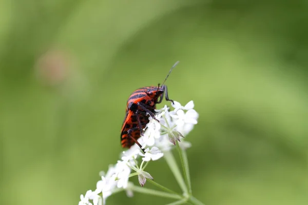 Red Beetle White Blossom — Stock Photo, Image