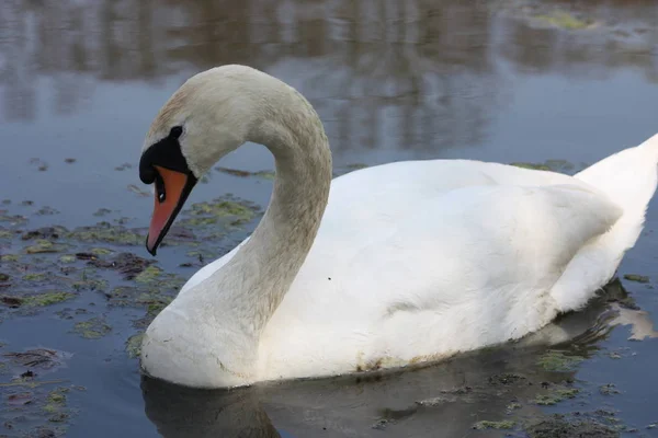 Vista Panorâmica Cisne Majestoso Natureza — Fotografia de Stock