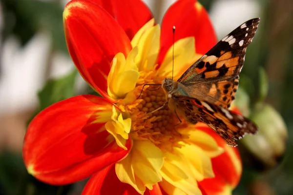 Borboleta Uma Flor Vermelha — Fotografia de Stock