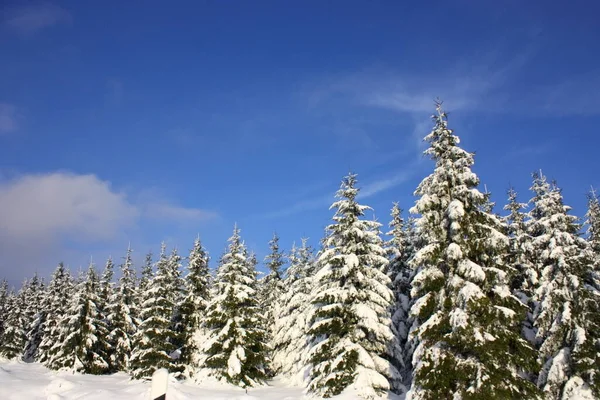 Bosque Nevado Paisaje Invierno Bosque Con Árboles —  Fotos de Stock