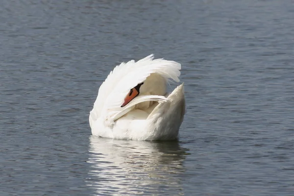 湖の白鳥 — ストック写真