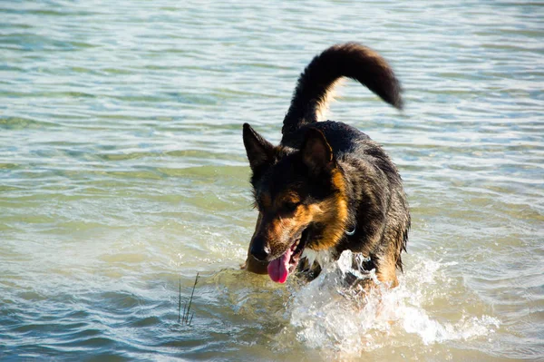 Şirin Bir Köpeğin Portresi — Stok fotoğraf