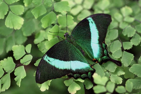 Jaskółka Motyl Piękny Owad — Zdjęcie stockowe