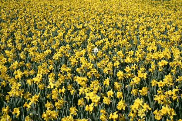 Les Fleurs Des Champs Flore Estivale Nature — Photo