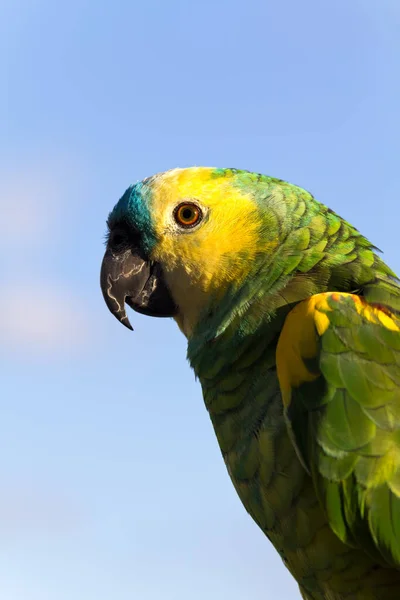 Detailní Pohled Krásného Papouška Macaw — Stock fotografie