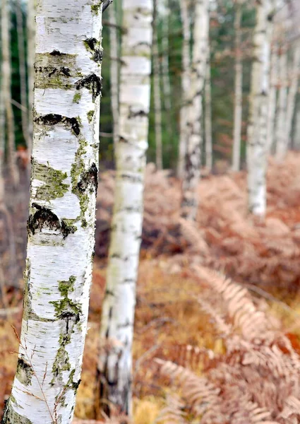 Arbres Dans Forêt Tronc Bouleau — Photo